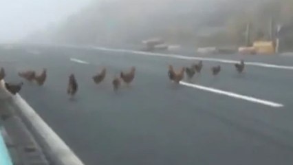 Une grande évasion de poulets bloque une autoroute en Chine