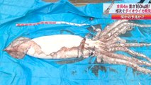 Calamar Géant : La pêche phénoménale d'un animal de 3,60 mètres et de 150 kg au Japon