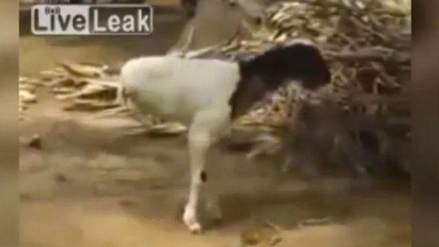 En Arabie Saoudite, cette chèvre se déplace uniquement sur deux pattes