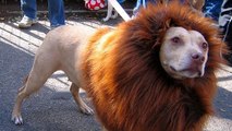 En Chine, un zoo faisait passer un chien pour un lion !