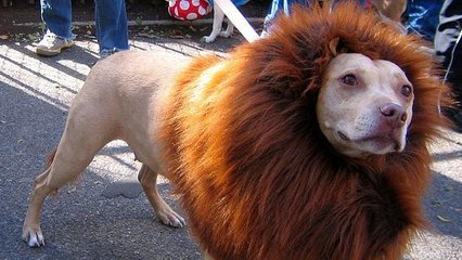 En Chine, un zoo faisait passer un chien pour un lion !