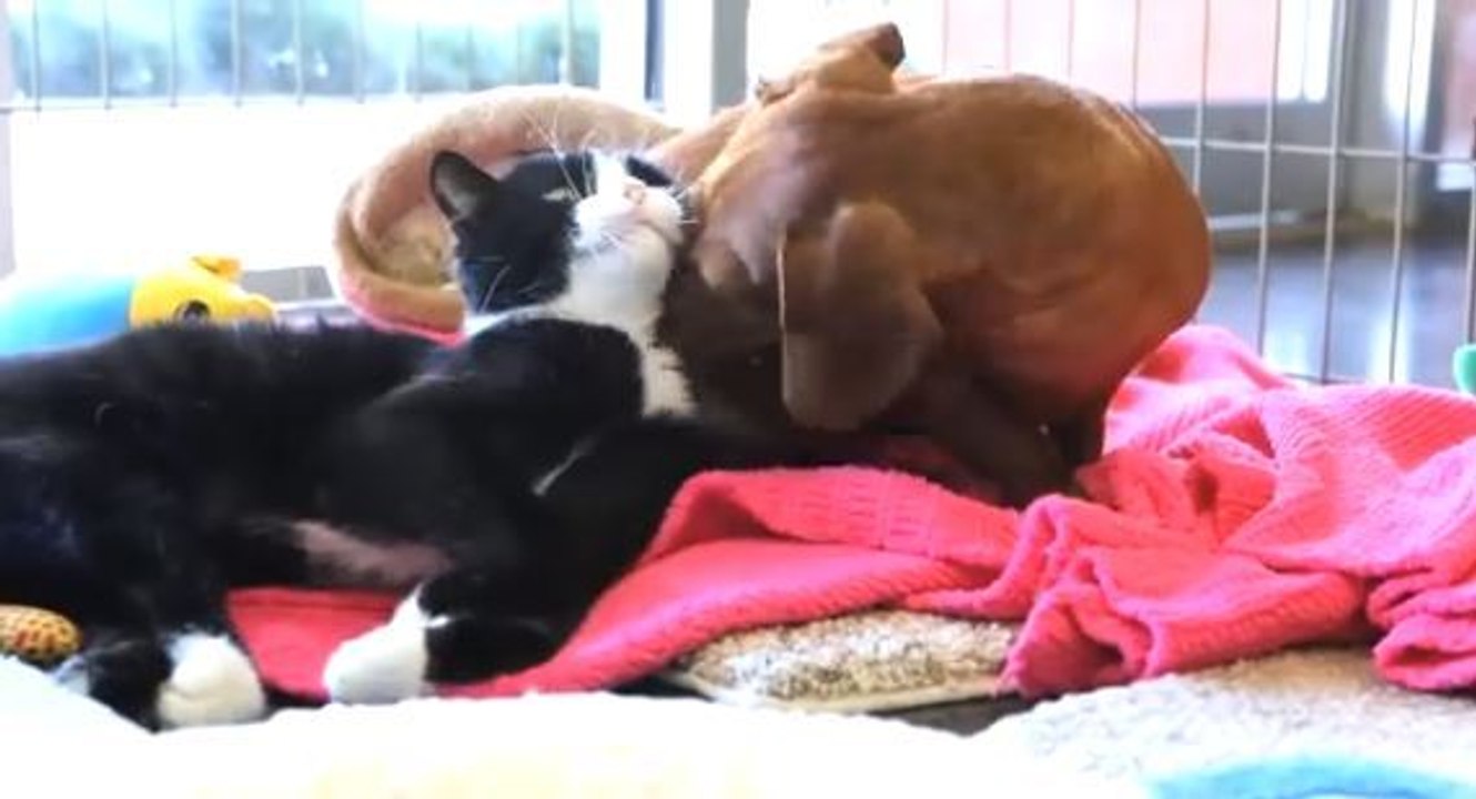Un chat paralysé et un chien abandonné deviennent les meilleurs amis du monde