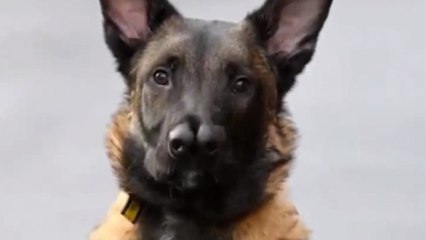 Découvrez Snuffles, le chien à deux nez qui a ému tout le Royaume-Uni