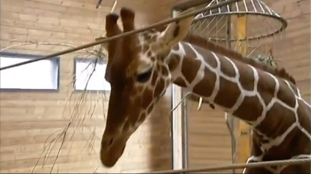 La mort de Marius, le girafon euthanasié par le zoo de Copenhague, déclenche la colère des internautes
