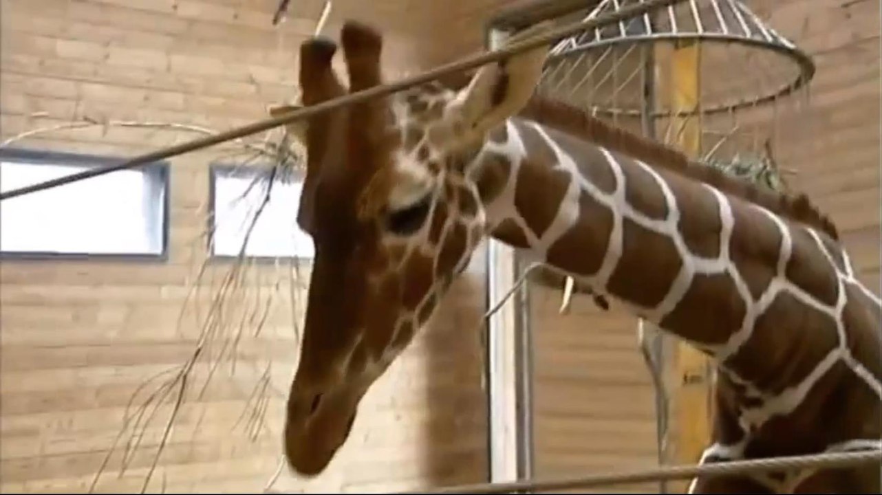La mort de Marius, le girafon euthanasié par le zoo de Copenhague, déclenche la colère des internautes