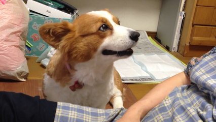 Pour réclamer des caresses, ce chien a trouvé une technique infaillible