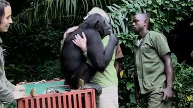 Découvrez le geste émouvant de Wounda, un chimpanzé tout juste remis en liberté
