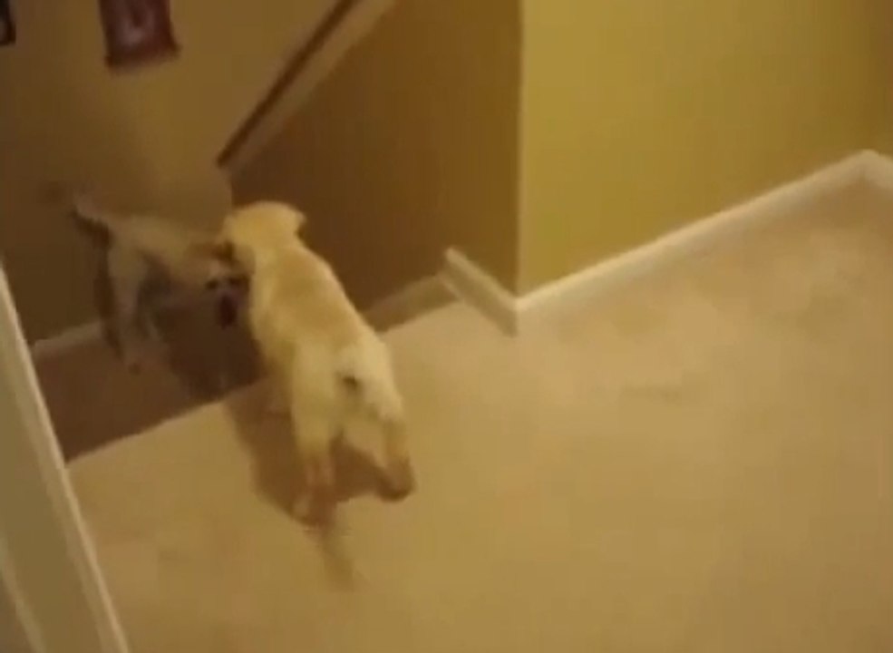 Pour apprendre à leurs petits à descendre les escaliers, les chiens et les chats ont des méthodes totalement opposées