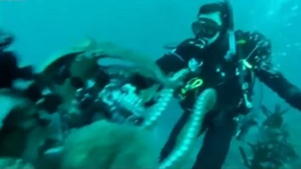Une pieuvre géante attaque un plongeur qui la filmait