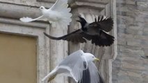 Deux colombes lâchées par le Pape François se font attaquer par une mouette et un corbeau