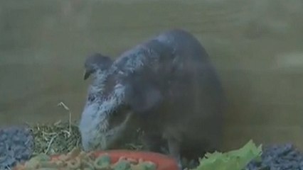 Le cochon d'Inde sans poils : Nouvelle coqueluche des britanniques