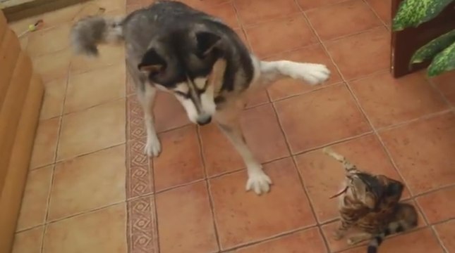 Un chien Husky essaye de jouer avec un petit chat