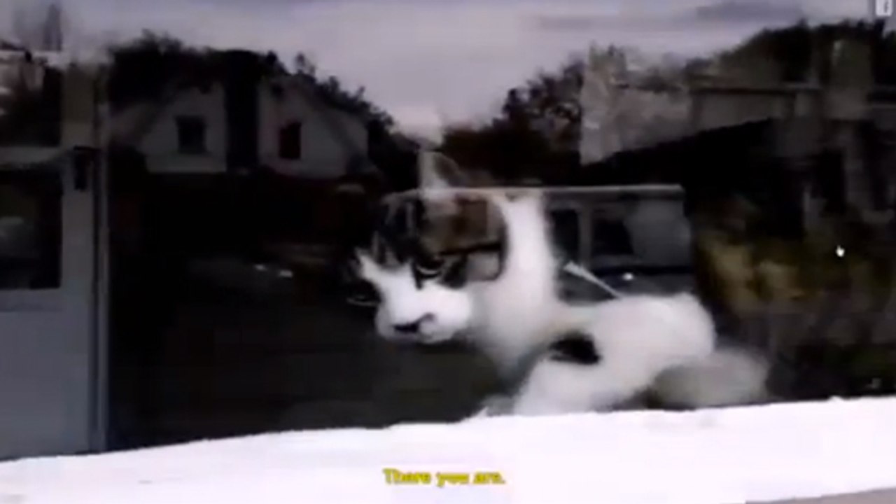 Ce chat attaque le facteur et son courrier dès...