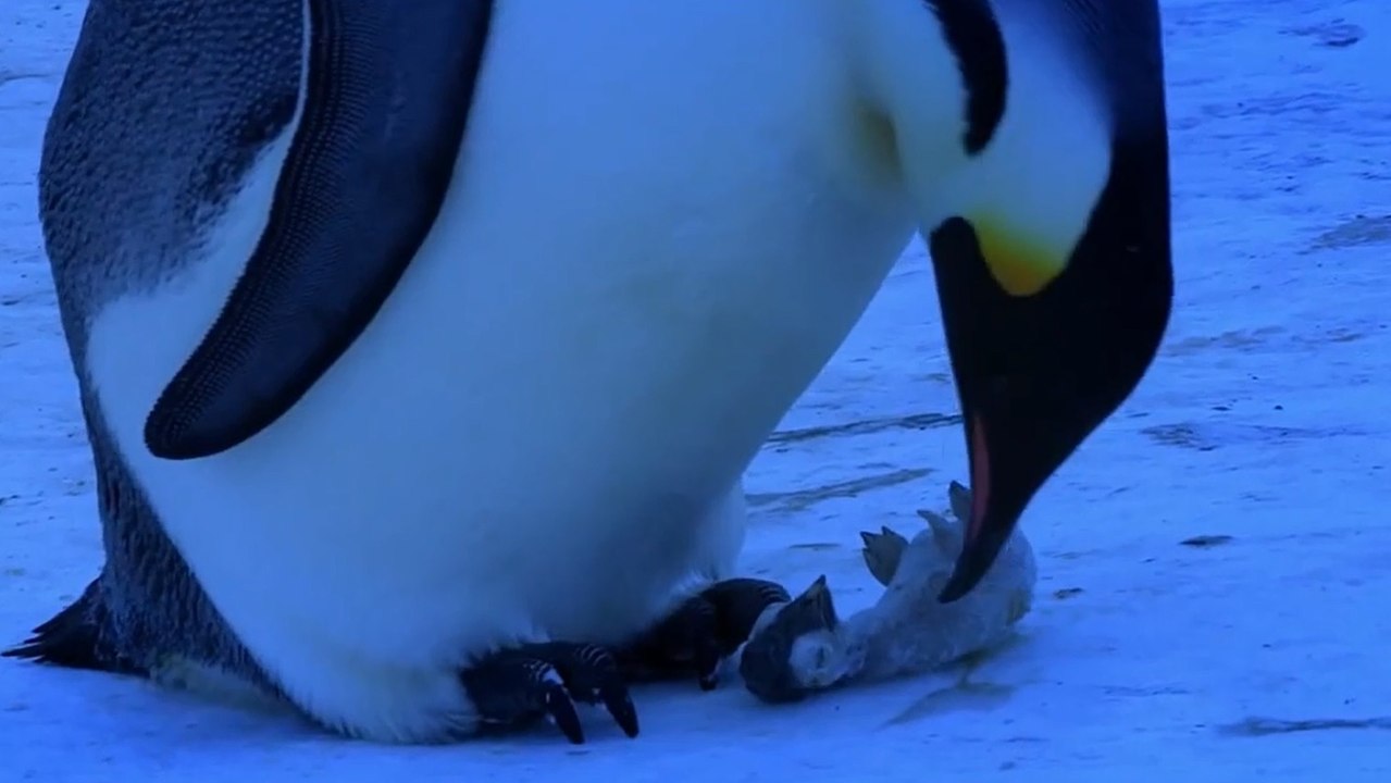 Cette femelle manchot empereur pleure la mort de son petit