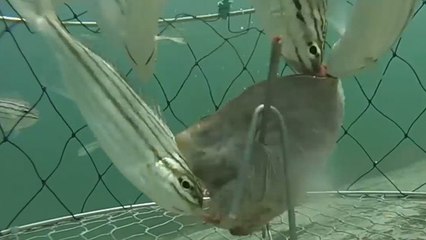 Australie : un couple plonge une GoPro au fond de l'eau et fait une vidéo exceptionnelle