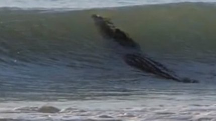 Australie : un immense crocodile sème la panique au bord d'une plage