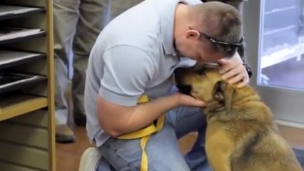 L'émouvante histoire de Dora, une chienne qui retrouve son maître après 7 mois d'errance