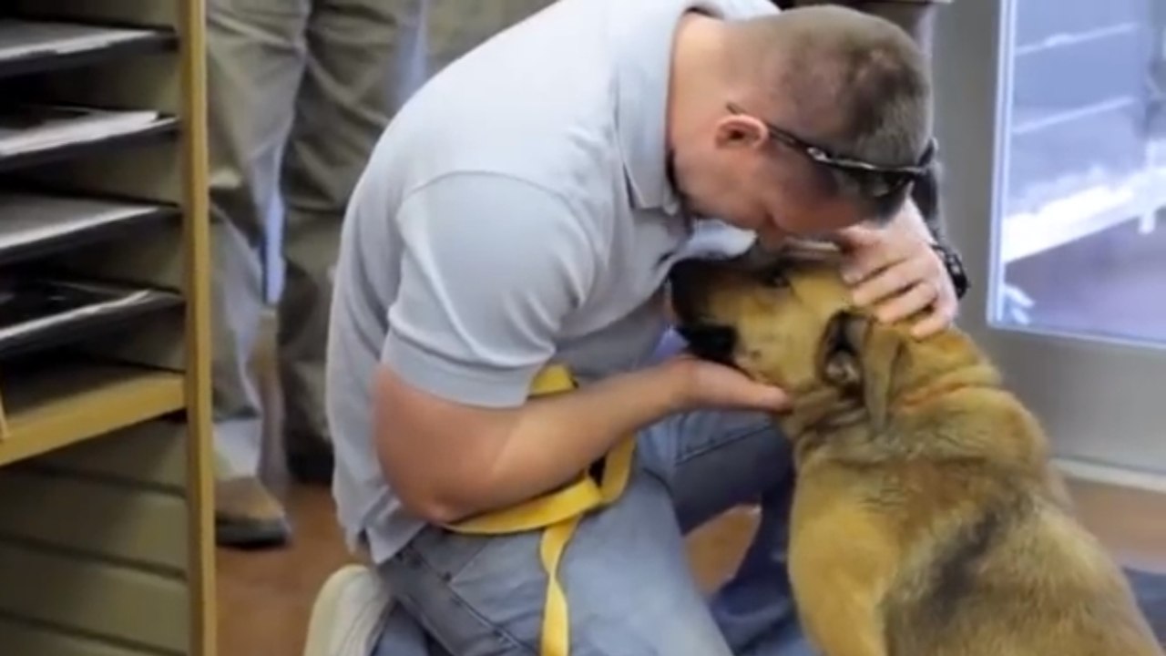 L'émouvante histoire de Dora, une chienne qui retrouve son maître après 7 mois d'errance