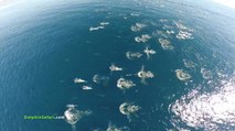 Découvrez des images incroyables de baleines et de dauphins filmées par un drone