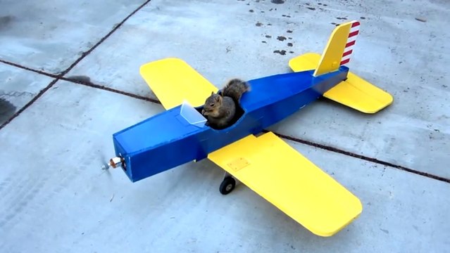 Quand un écureuil prend les commandes d'un petit avion