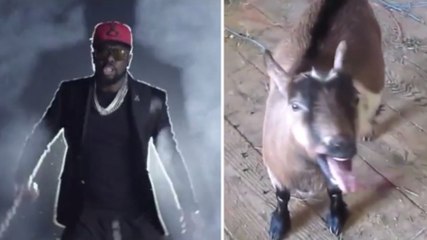 Après ''Bella'', ''Zombie'' de Maître Gims remasterisé avec des chèvres