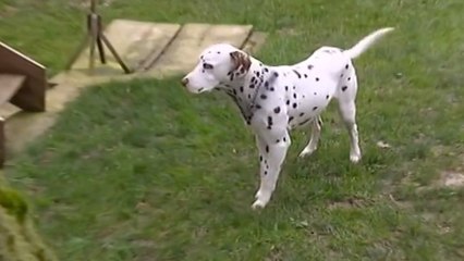 Un chien entendu comme témoin d'un procès pour meurtre en France !