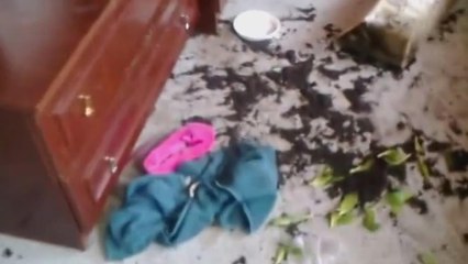 Chat ou Chien, qui a devasté le salon de cet homme ?