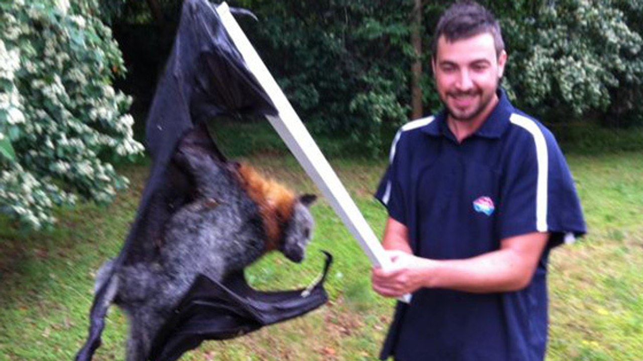 Cette chauve-souris géante apparue sur internet n'est pas un fake !