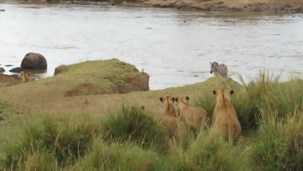 Des lions attendent un zèbre qui traverse une rivière