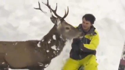 Des skieurs sauvent un cerf coincé dans la neige après une avalanche
