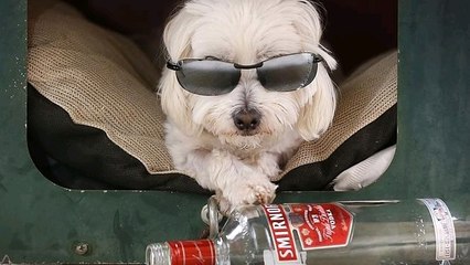 Découvrez l'histoire de Charlie, un chien sauvé par de la vodka