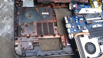 L’ordinateur portable de cet homme est infesté de cafards !