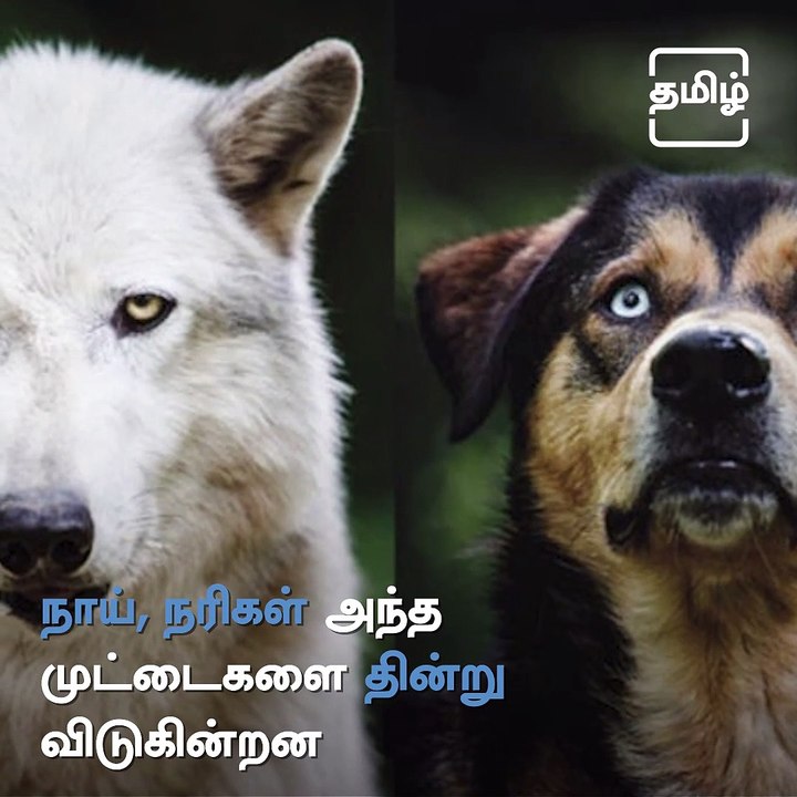 Turtle Walk - Forest Officials Rescues Baby Turtles From River Banks