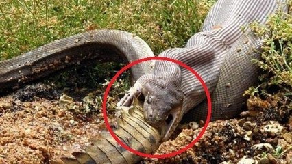 Ce serpent est en train de manger un crocodile !