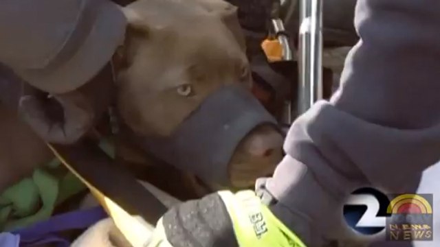L'extraordinaire sauvetage de Mia, un pitbull tombé en bas d'une falaise