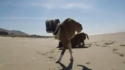 Ce chien à deux pattes s'éclate sur la plage