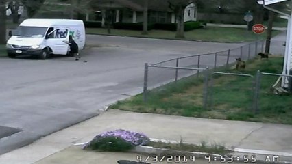 Découvrez la mésaventure hilarante de ce livreur face à un public de chiens