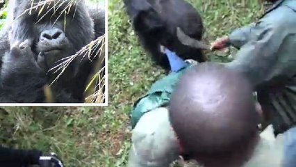 Partie à la rencontre des gorilles, cette femme se fait violemment bousculer par l'un d'eux !