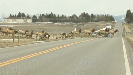 Un troupeau de wapitis traverse une clôture. Mais ceux qui filmaient ne s'attendaient pas à ça