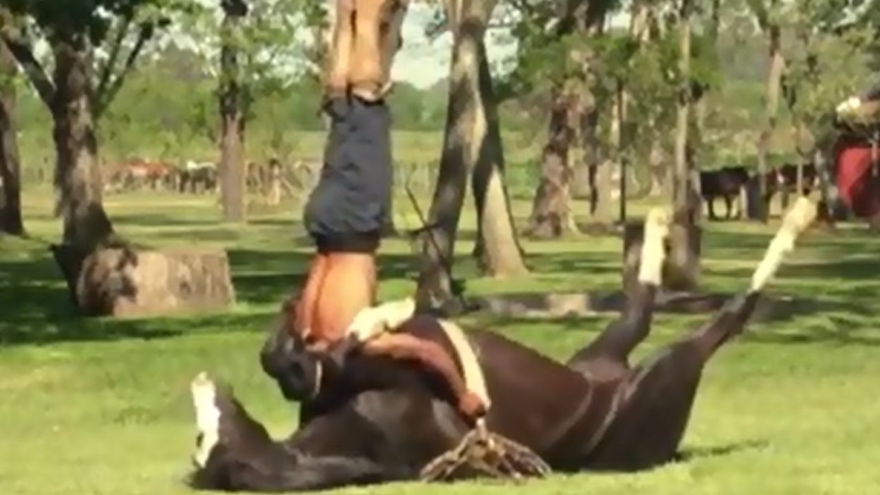En Argentine, les chevaux ont des cours de yoga