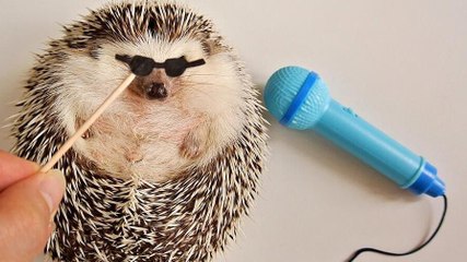 Découvrez Marutaro, le bébé hérisson devenu star du web