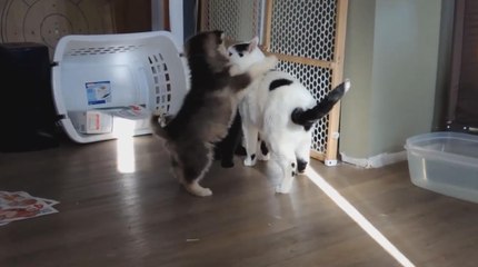 Le chat le plus patient du monde se laisse embêter par deux chiots husky