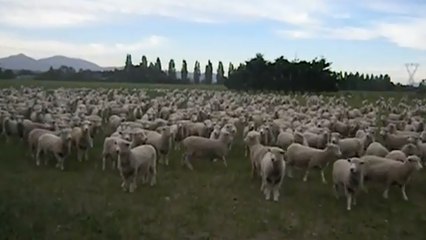 Ces moutons répondent à leur maître de manière très étonnante