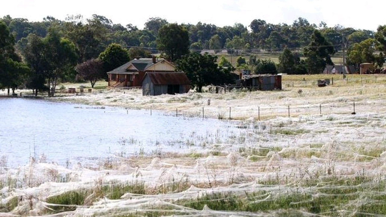 Vous pensez qu'il s'agit de neige ? Alors vous n'allez pas en croire vos yeux