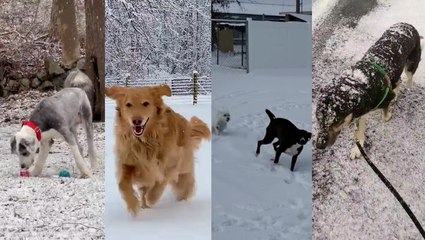 Dogs make the most of a snow day