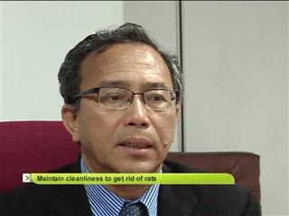 Maintain cleanliness to get rid of rats