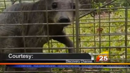 Le mystérieux chupacabra enfin capturé aux Etats-Unis ?