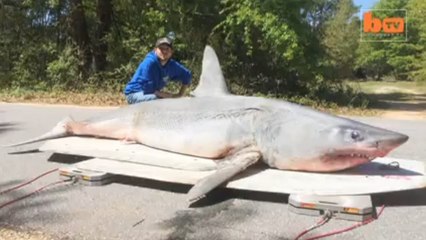 Joey Polk pêche le plus gros requin du monde depuis la terre ferme
