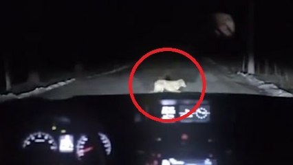 Cette conductrice renverse un chien...mais tout ne va pas se passer comme prévu
