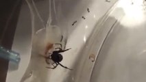 Une araignée se fait attaquer par une colonie de fourmis de feu